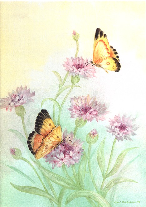 Butterflies on Porcelain on Steel Plak<br>Painted by Pearl Nickerson